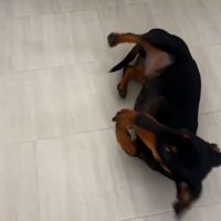 転がるオーレくん