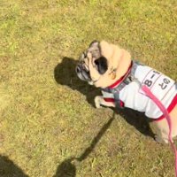 歩く犬2