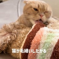 横になっている犬を舐める猫