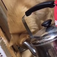誇らしげに立ち去った