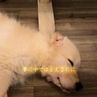 寝ている犬2