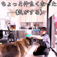 トリマーさんに撫でられる大型犬