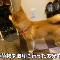 「あれ？いなくなっちゃった…」としょんぼり