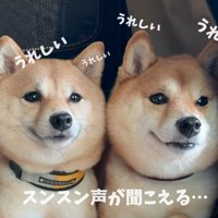 鼻が鳴る柴犬