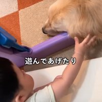 遊ばれる犬