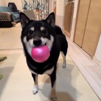 正面を見るもずくくん