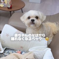 見つめる犬1