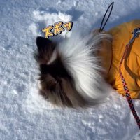 雪に鼻を突っ込むさつまくん