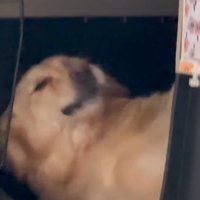 モコちゃんの寝起きの瞬間8