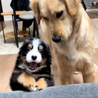 心配そうなゴールデンさん