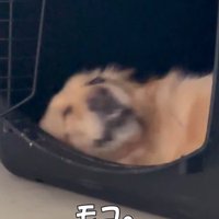 モコちゃんの寝起きの瞬間4