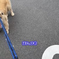 待つ犬