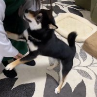 はしゃぎ始めました♪