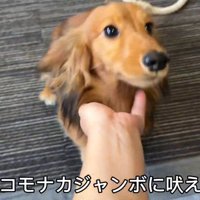 「知らない犬だ！ワンワン！」