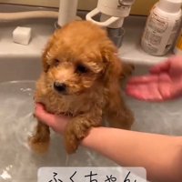 トイプードルのふくくん