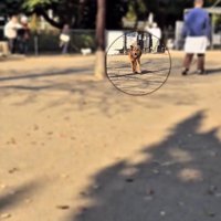 走ってくるラッキーくん