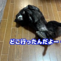 「みーちゃんとイトちゃんはどこ？」