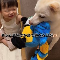 ぬいぐるみを一緒に引っ張る赤ちゃんと犬