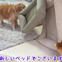 新しいベッドがやってきた！