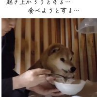 ご飯を食べる老犬