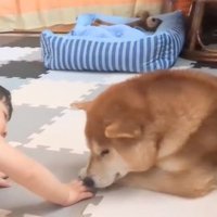 赤ちゃんと遊ぶ柴犬