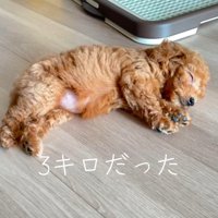 床に横になって眠る子犬