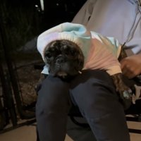 無表情でフードをかぶる犬