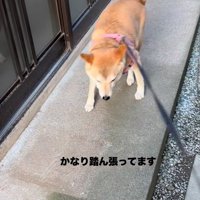後ろ足に力を込めて踏ん張る犬