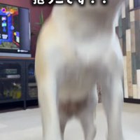 飼い主の言葉を聞いてジャンプをする犬