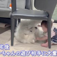 やんちゃ盛りのアイスちゃん
