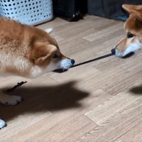 引っ張りっこする2匹