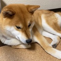 「ちぇっ、もらえないのか～」