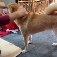 撫でてあげたら…