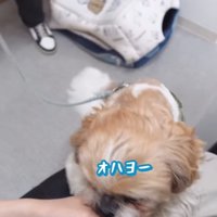 投稿者へ挨拶をしに来たシーズー