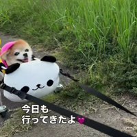 さくらちゃんの車椅子は…