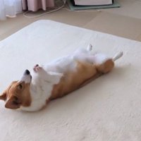 ヘソ天