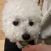 シュポンッ