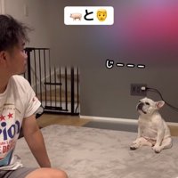 飼い主を見つめる小型犬