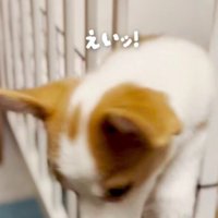 ケージから脱走することも