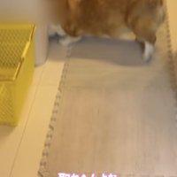 ボールに届くかな？