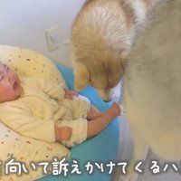 「ママ、ちょっと見てあげて」