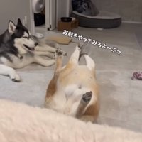 ヘソ天をするおもちくん