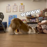 お尻を上げた体勢の犬を見て笑う飼い主