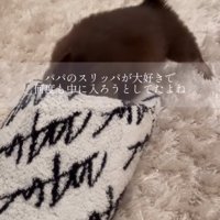 スリッパに潜ろうとする犬