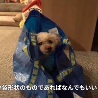 IKEAのバッグに入るモコちゃん