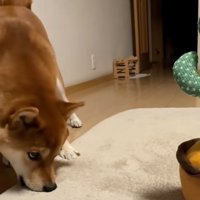 カーペットを齧るテツくん