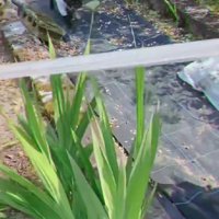 「僕も野菜採ったよ！！」