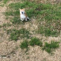 「パパ帰って来るよ」と言ったら…