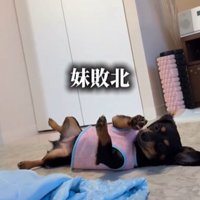 床に倒れる犬