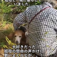 隣に体をくっつける犬